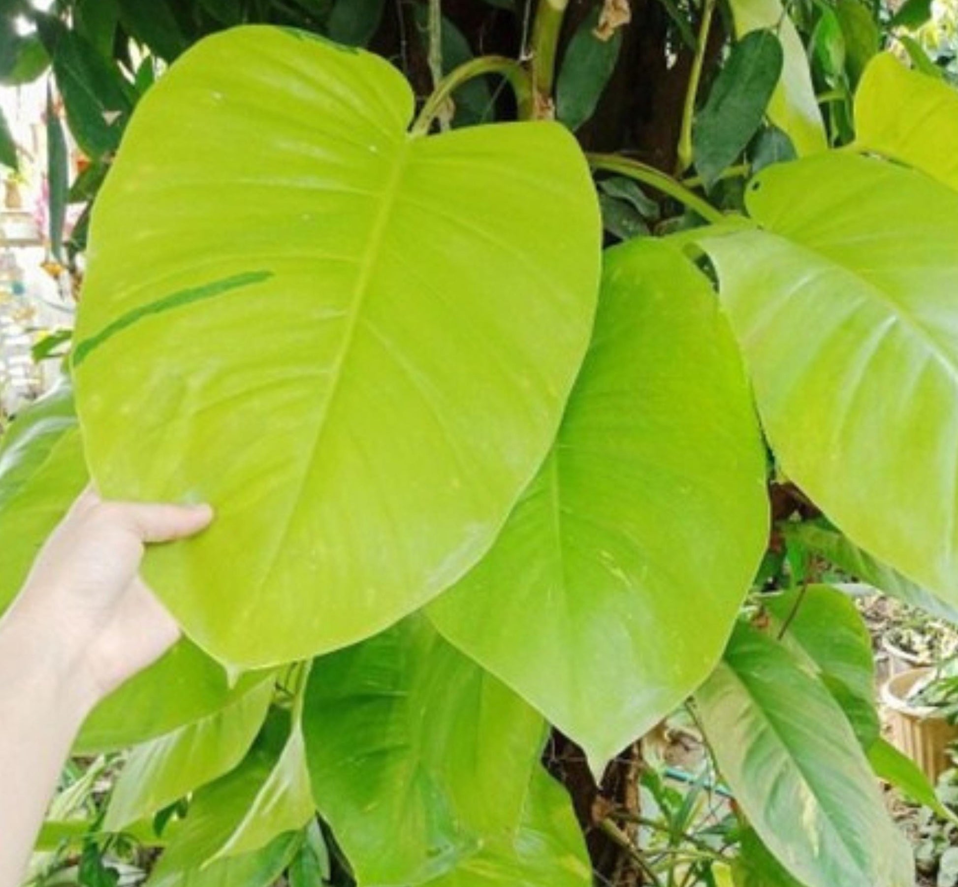 Alt Tag: giant variegated pothos cuttings with large green leaves, fresh-cut branches for easy-care indoor climbing plant