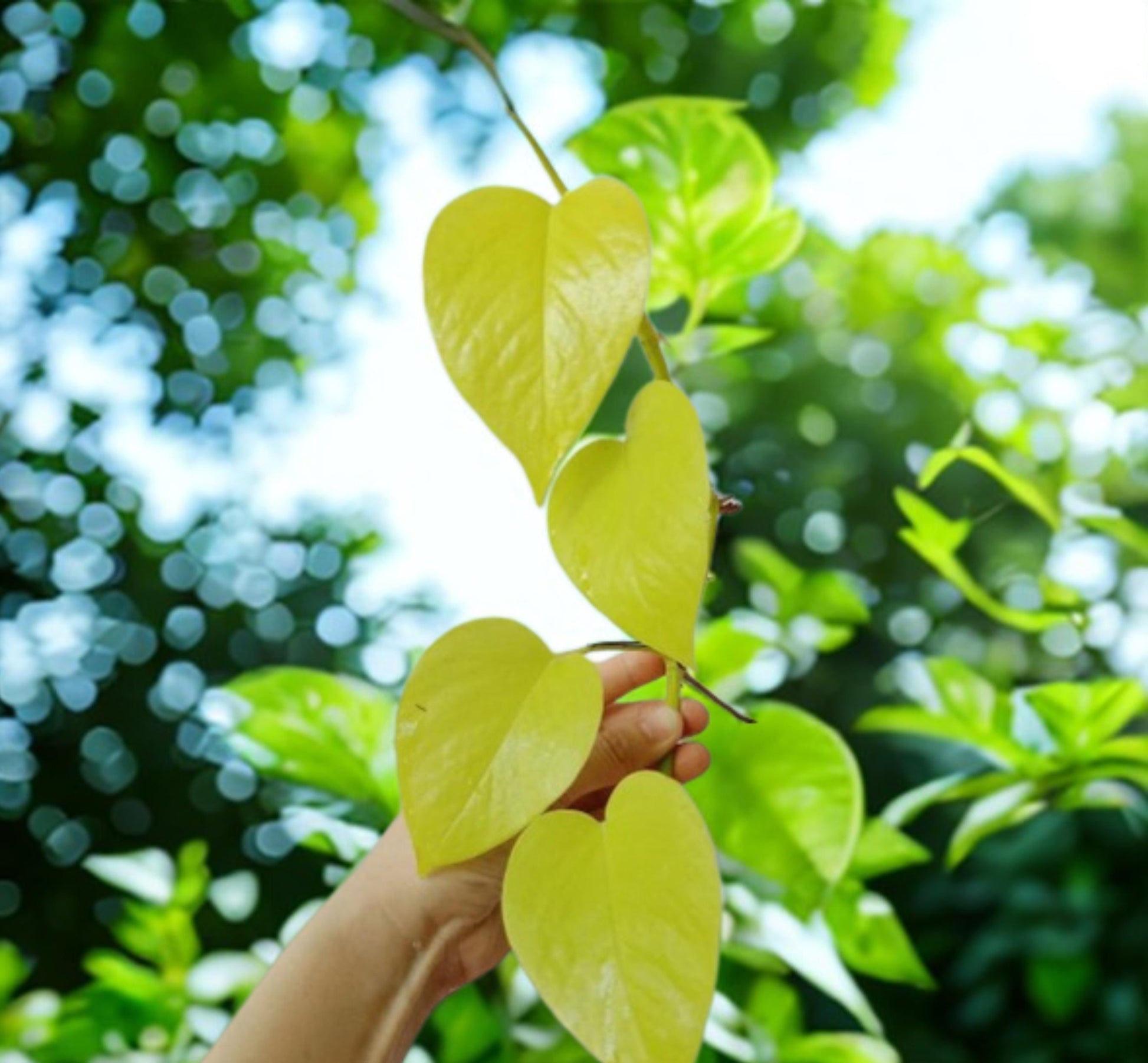 Alt Tag: giant variegated pothos cuttings with golden-green heart-shaped leaves on vine, freshly cut branches for indoor climbing plant
