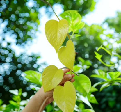 Alt Tag: giant variegated pothos cuttings with golden-green heart-shaped leaves on vine, freshly cut branches for indoor climbing plant