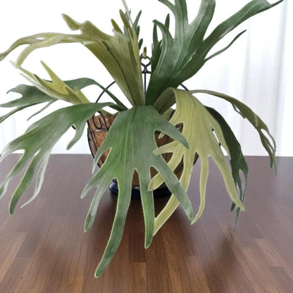 Detail view — Mounted Staghorn Fern Live Plant | Cacti Nest