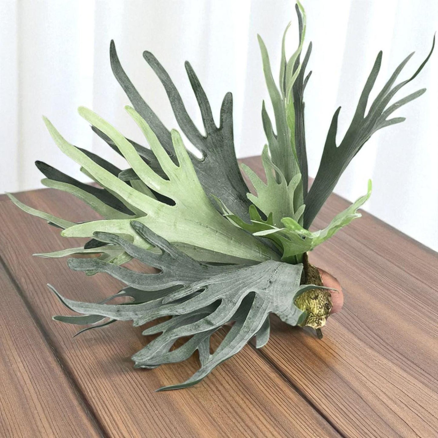 staghorn fern live plant green antler foliage indoor decor plant