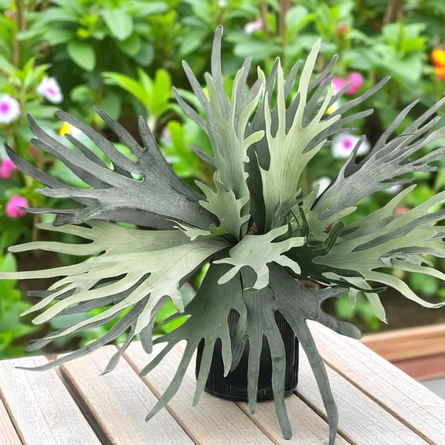 staghorn fern live plant mounted wall indoor tropical plant