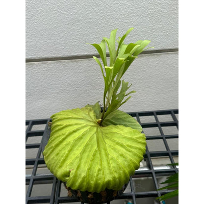 staghorn fern live plant hanging display antler shaped leaves