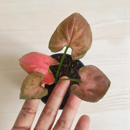 Alt Tag: pink syngonium plant in small pot with pink and green leaves, compact indoor houseplant on desk