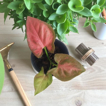 Alt Tag: pink syngonium plant with pink-green leaves in small pot on tabletop, indoor houseplant display