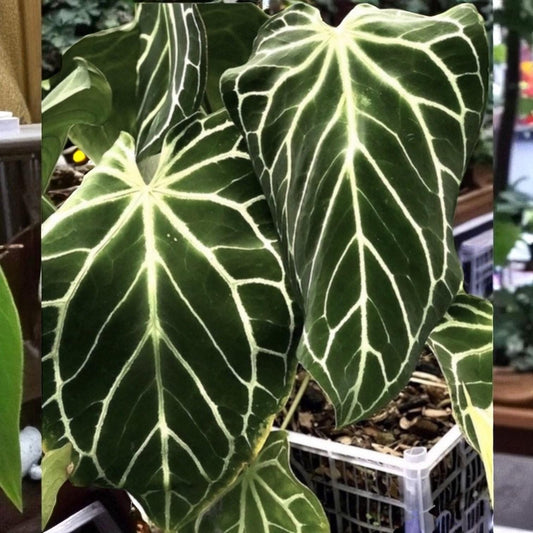 Alternate Angle of Live Anthurium Leaf Plant, Indoor Tropical Foliage, Home Office Decor, highlighting its houseplant look and listing presentation