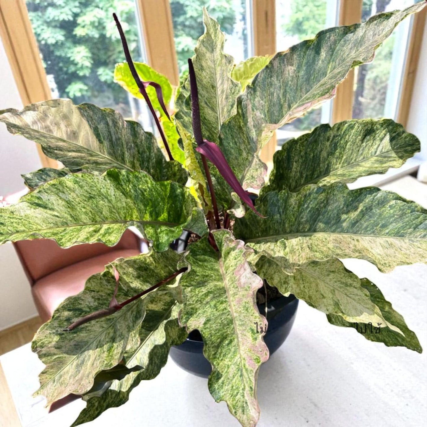 variegated lucky bamboo
