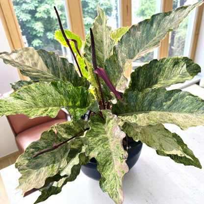 variegated lucky bamboo