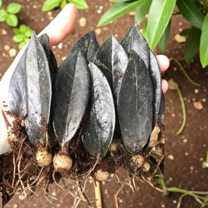 Black Emerald Variegated ZZ Plant Cutting: Rooted Stem, Black Leaves