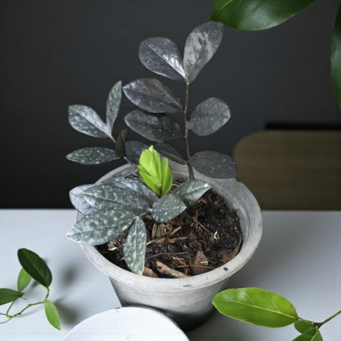Black Emerald Variegated ZZ Plant Cutting: Rooted Stem, Black Leaves
