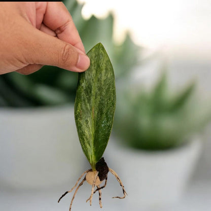 Yellow Emerald Variegated ZZ Plant Cutting: Rooted Stem, Yellow Leaves