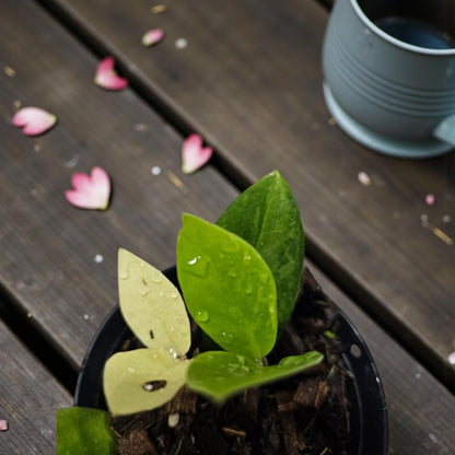Yellow Emerald Variegated ZZ Plant Cutting: Rooted Stem, Yellow Leaves