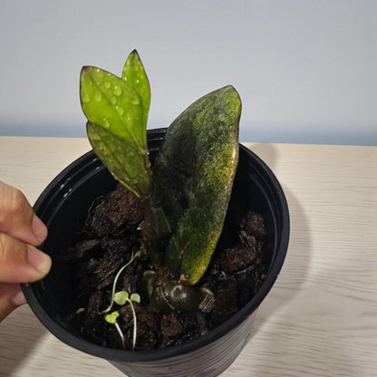 Secondary angle — ZZ Plant Cutting Rooted Stem | Cacti Nest