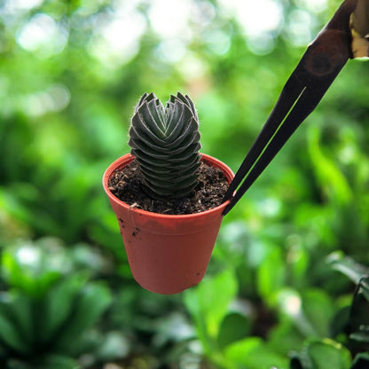 Buddha Temple Succulent, Geometric Mini Houseplant