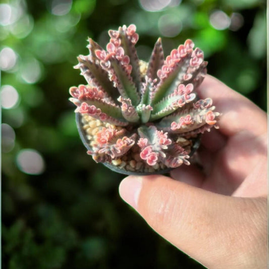 Close-up detail — Pink Butterfly Succulent Live Plant | Cacti Nest