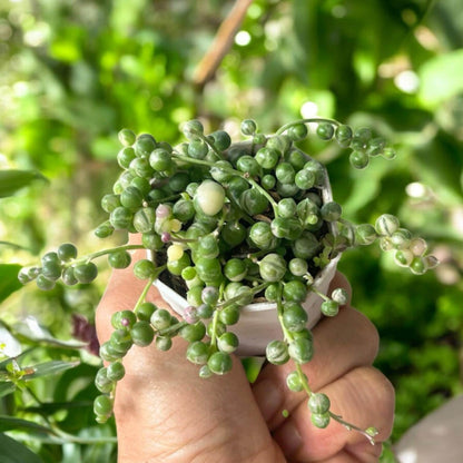 String of Pearls Succulent, Trailing Green Bead Vine, Easy Care Houseplant
