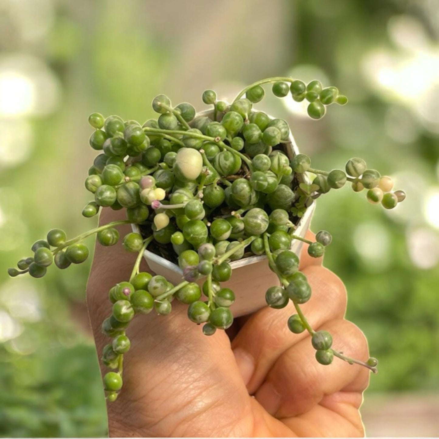 String of Pearls Succulent, Trailing Green Bead Vine, Easy Care Houseplant