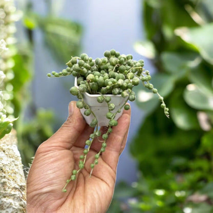 String of Pearls Succulent, Trailing Green Bead Vine, Easy Care Houseplant