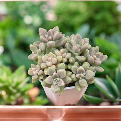 Pastel Rosette Succulent Plant, Soft Pink & Green Mini Indoor Plant