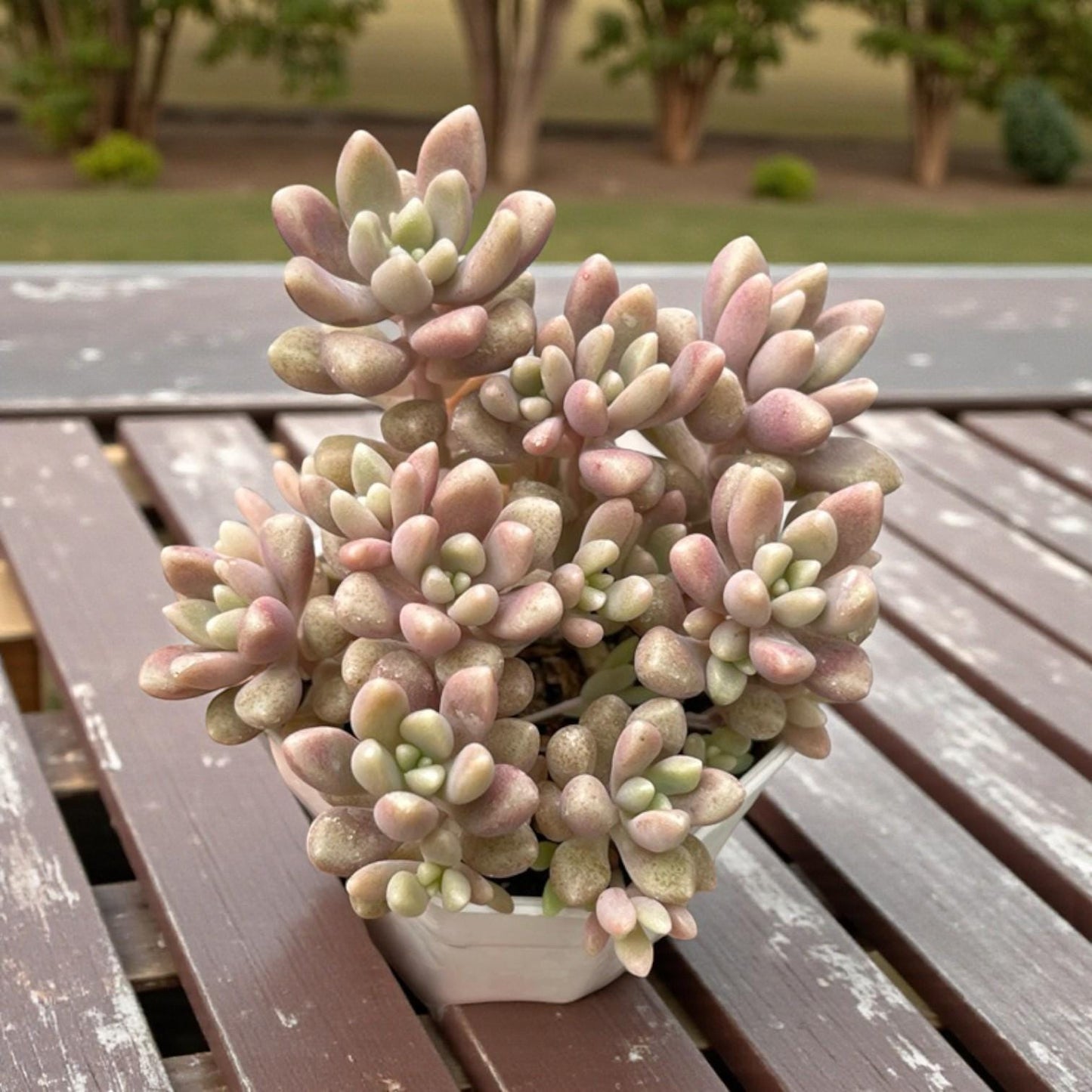 Pastel Rosette Succulent Plant, Soft Pink & Green Mini Indoor Plant