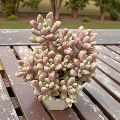 Pastel Rosette Succulent Plant, Soft Pink & Green Mini Indoor Plant