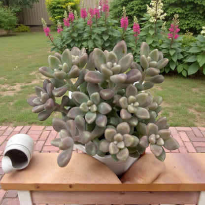 Pastel Rosette Succulent Plant, Soft Pink & Green Mini Indoor Plant
