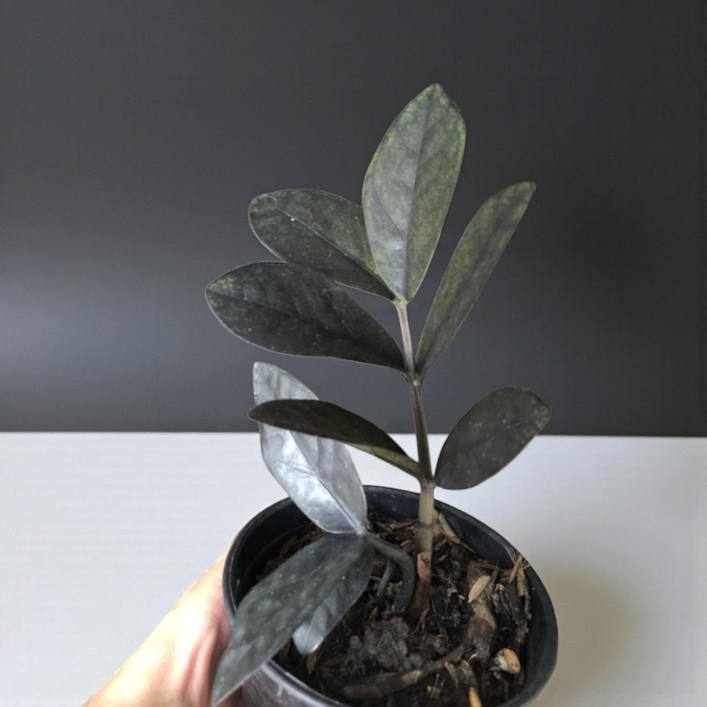 Black Emerald Variegated ZZ Plant Cutting: Rooted Stem, Black Leaves