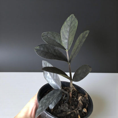 Black Emerald Variegated ZZ Plant Cutting: Rooted Stem, Black Leaves