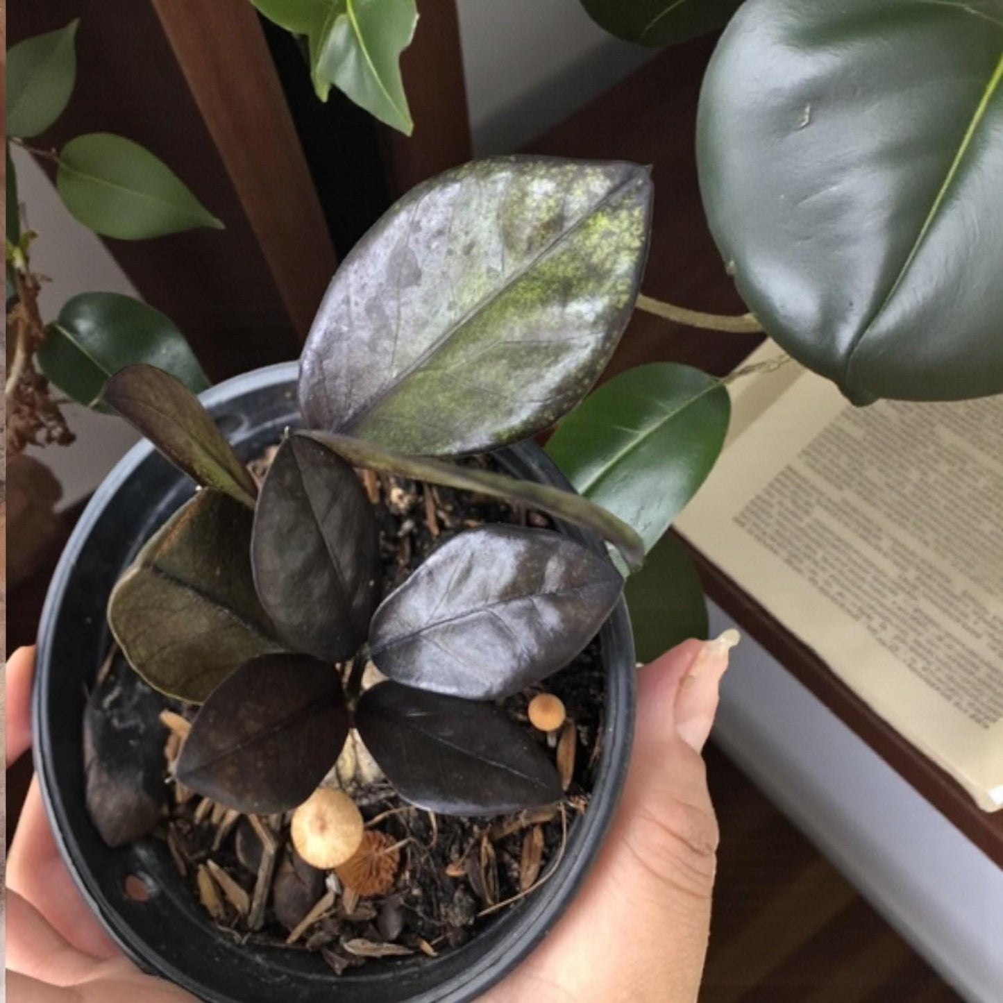 Black Emerald Variegated ZZ Plant Cutting: Rooted Stem, Black Leaves