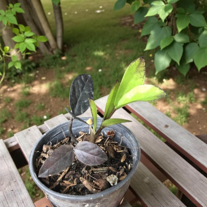 Black Emerald Variegated ZZ Plant Cutting: Rooted Stem, Black Leaves