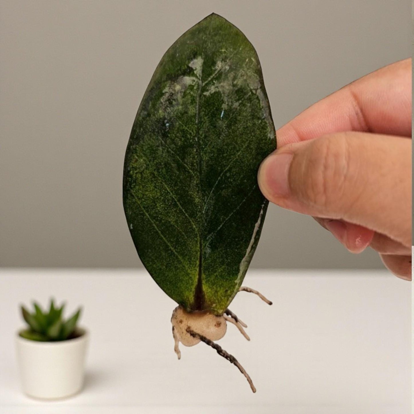 Yellow Emerald Variegated ZZ Plant Cutting: Rooted Stem, Yellow Leaves
