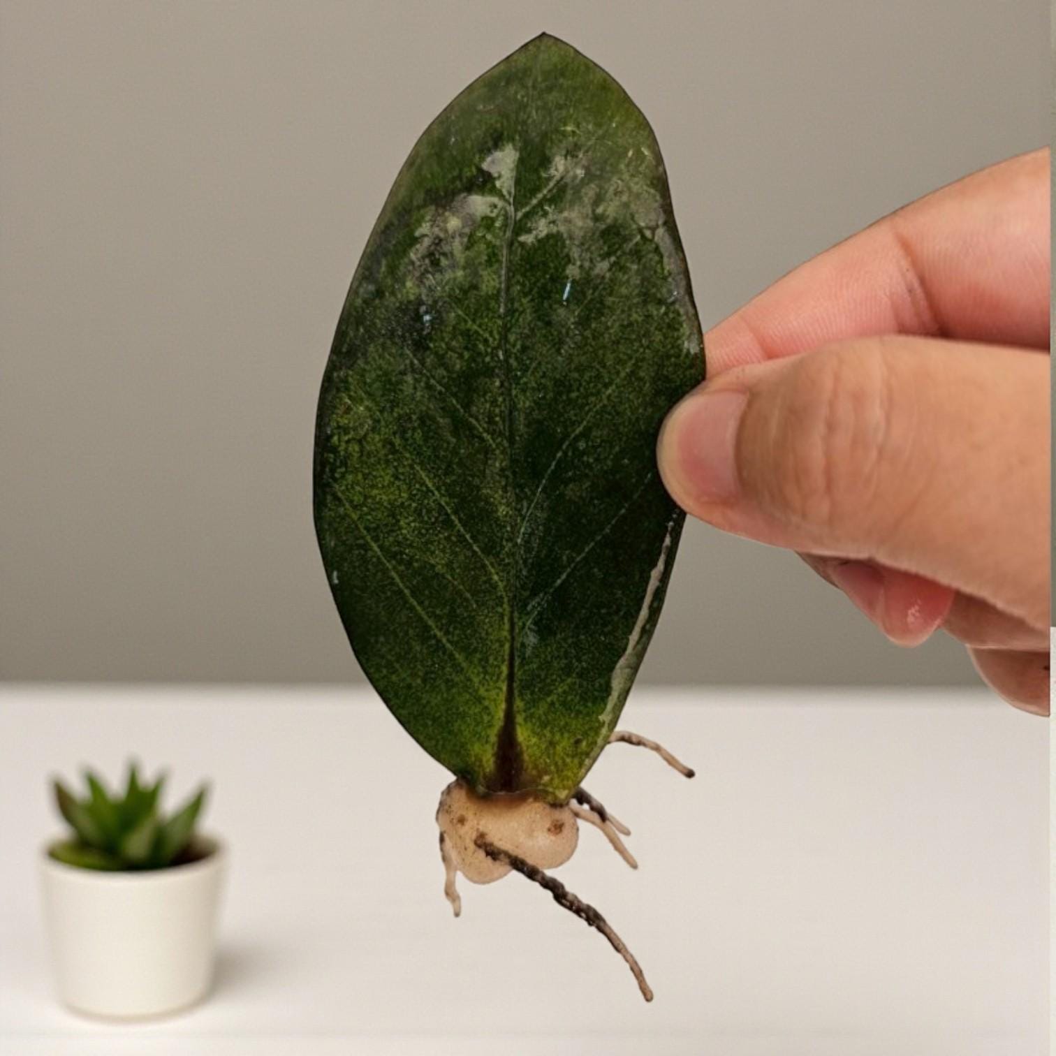 Close-up detail — ZZ Plant Cutting Rooted Stem | Cacti Nest