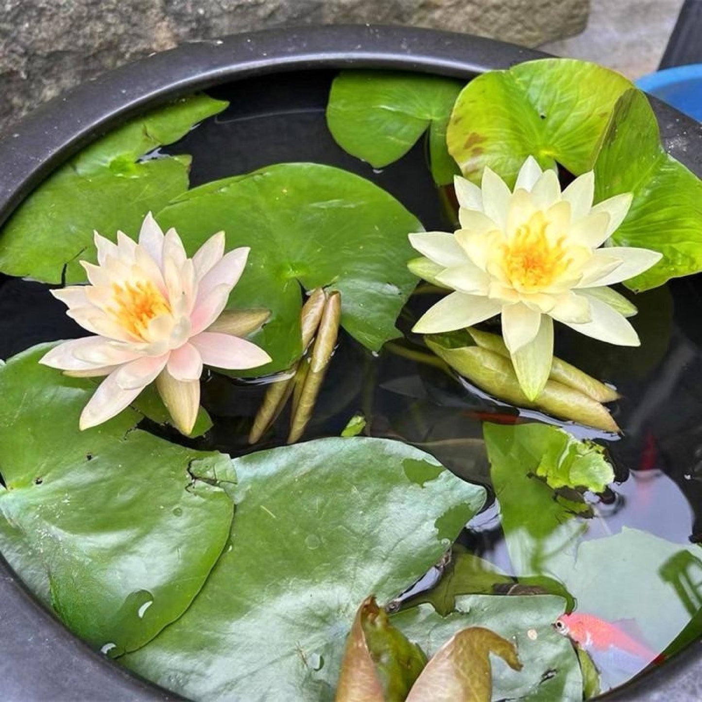 mixed color mini lotus seeds for water bowls blooming in patio container water garden with lily pads and flowers