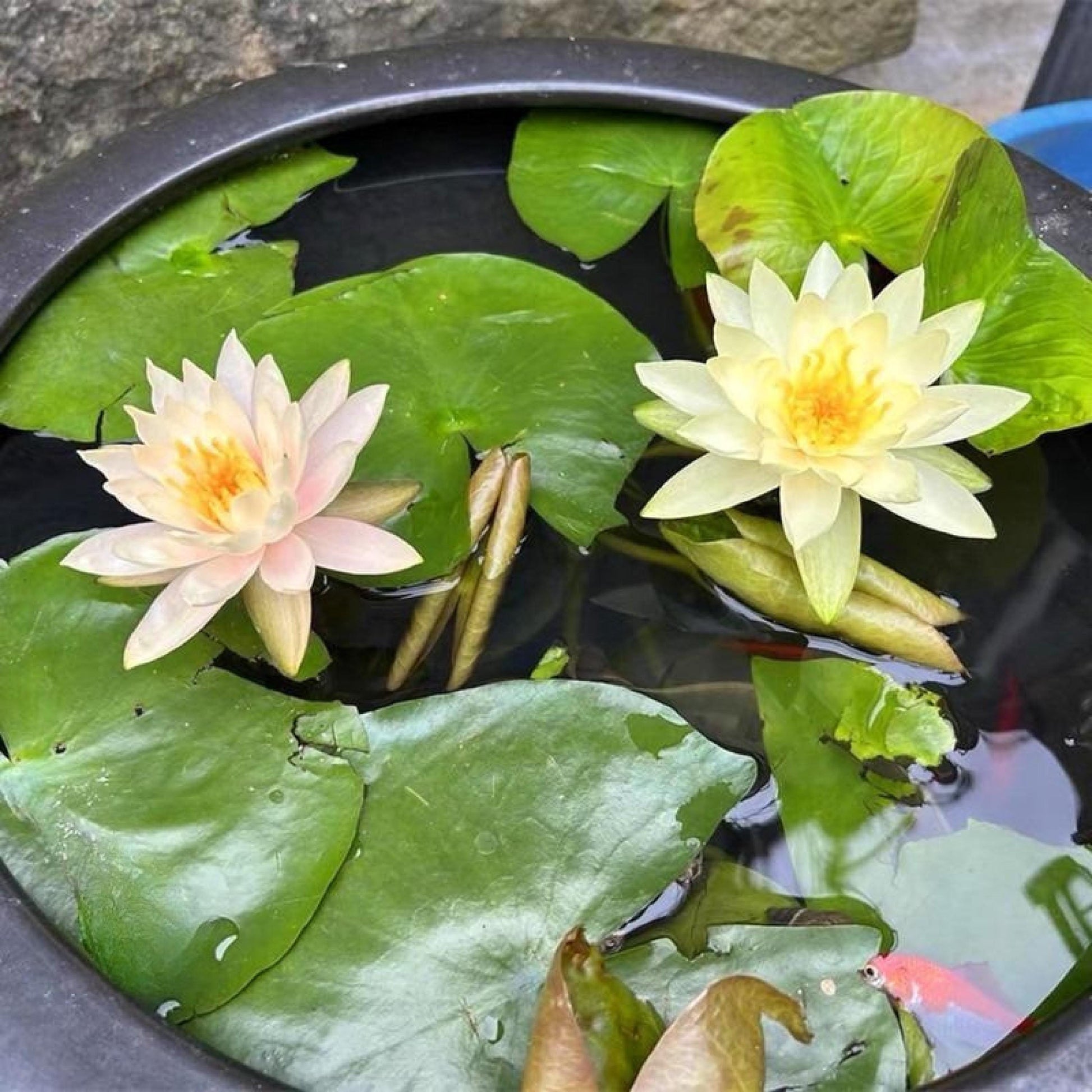 mixed color mini lotus seeds for water bowls blooming in patio container water garden with lily pads and flowers