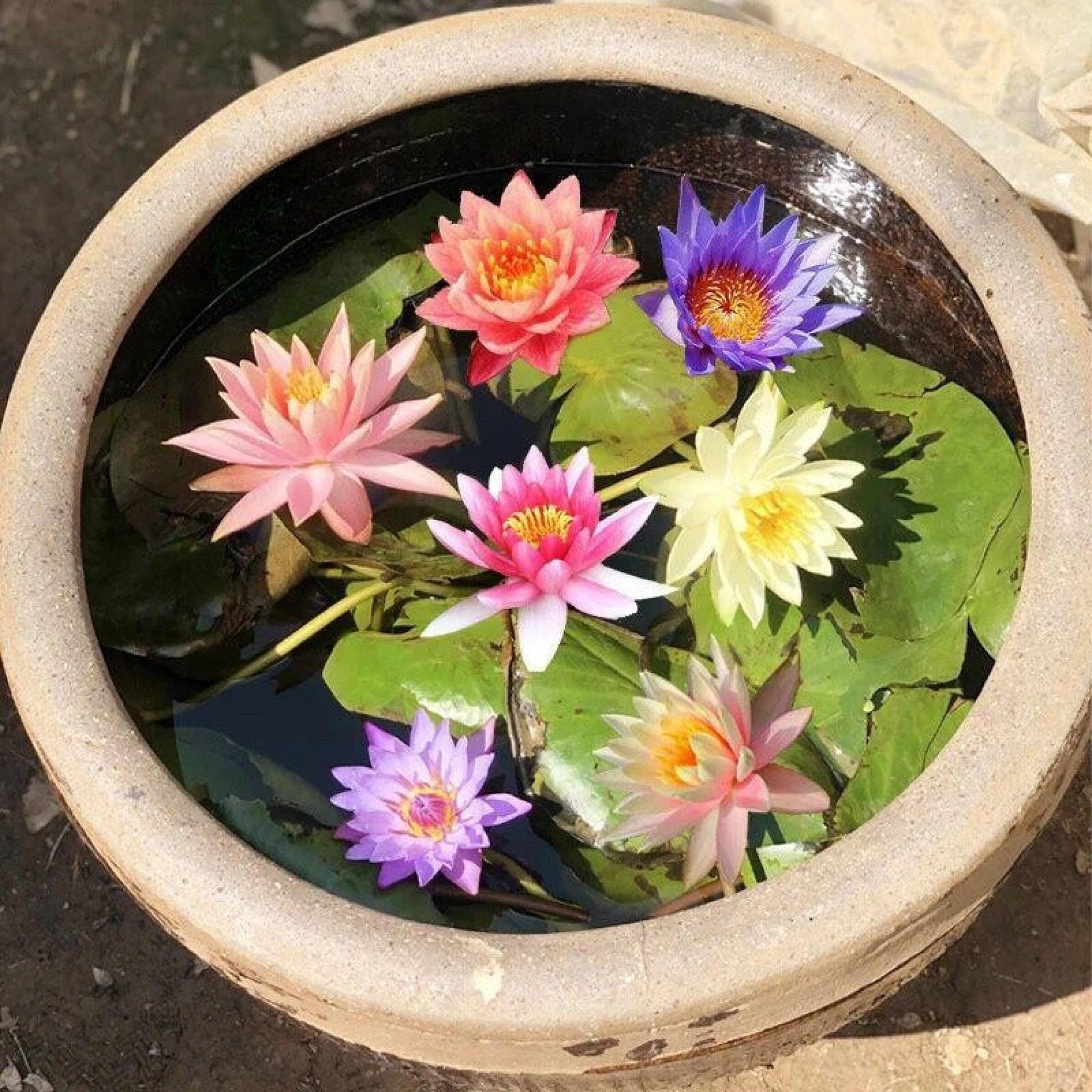 Alt Tag: mixed color mini lotus seeds for water bowls growing in patio container with vibrant pink purple and yellow blooms