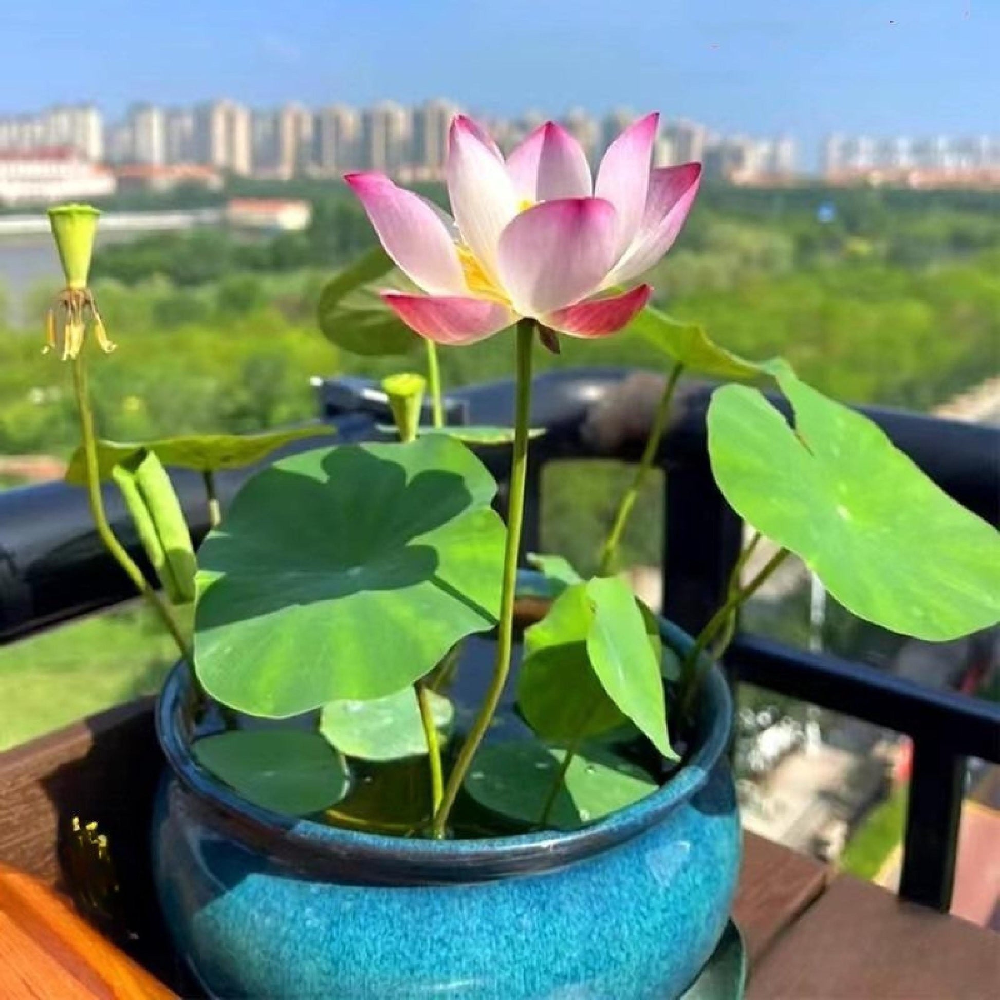 mixed color mini lotus seeds for water bowls blooming lotus in patio container water bowl, easy care indoor outdoor garden starter pack