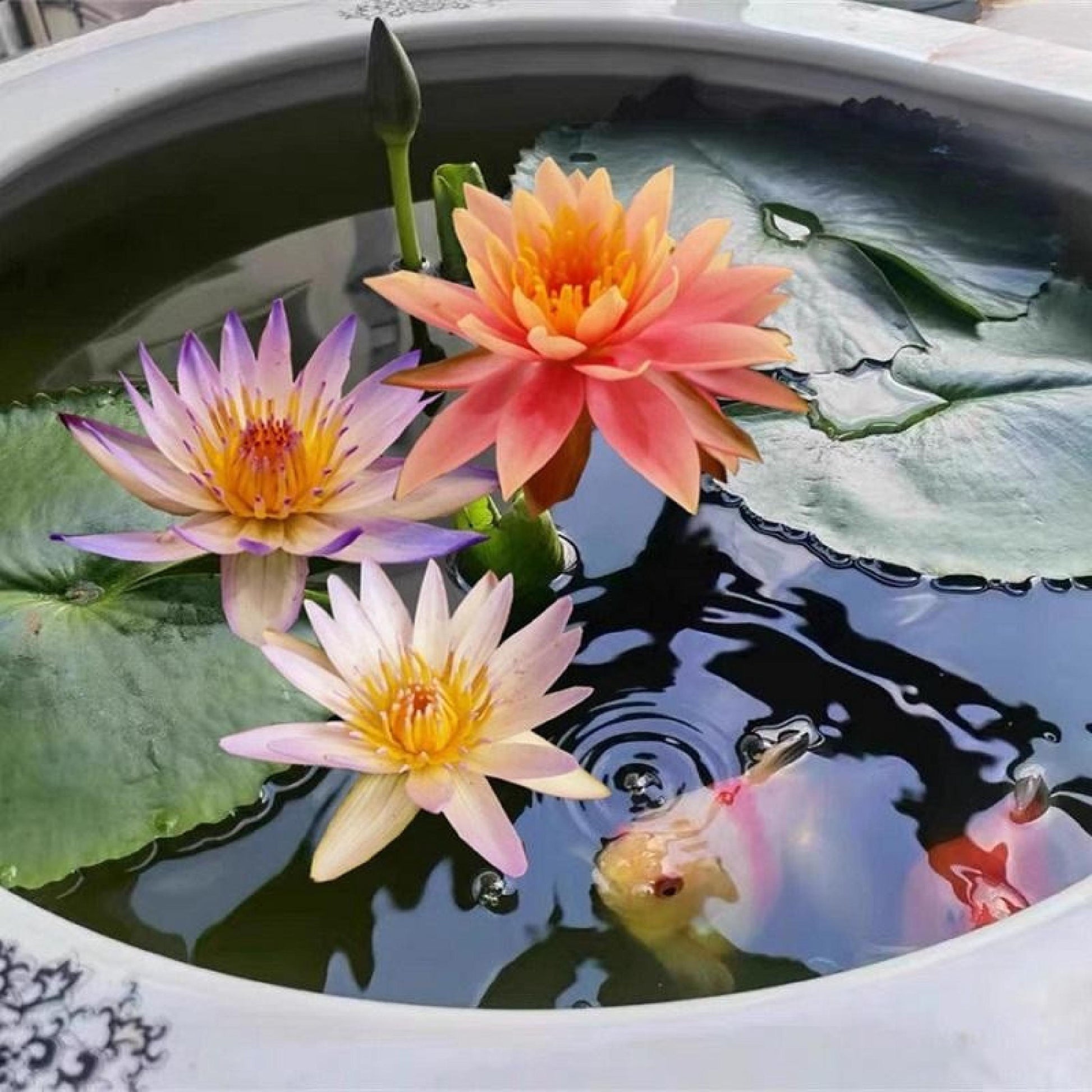 Alt Tag: mixed color mini lotus seeds for water bowls with vibrant lotus blooms in patio container pond, easy care indoor outdoor starter