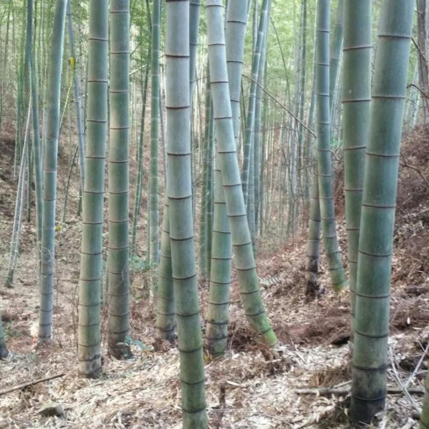 50 Moso Bamboo Seeds, Easy Grow Indoor or Outdoor Bamboo, Mini Bamboo Starter Pack for Garden, Patio, or Container Planting