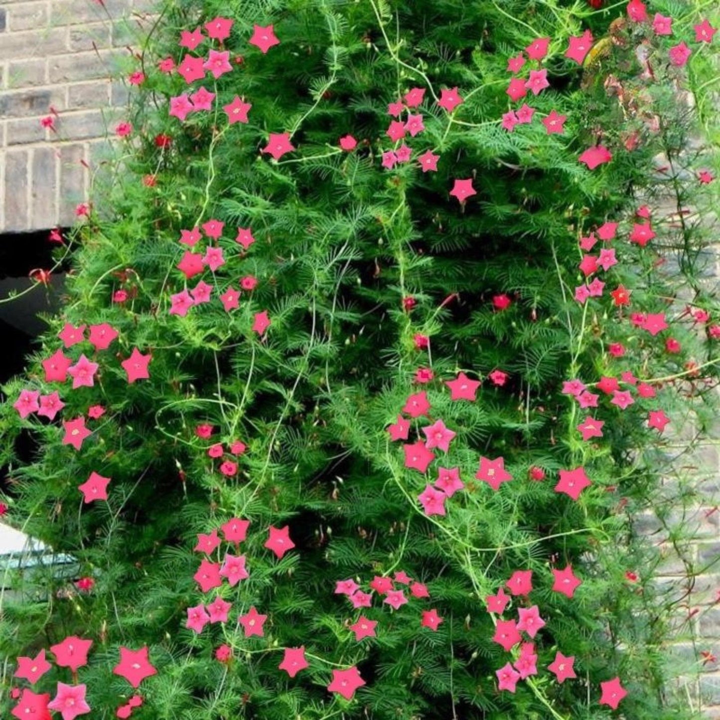 150 Mixed Cypress Vine Flower Seeds, Easy Grow Climbing Flower Seeds for Indoor or Outdoor Garden, Patio Planter or Balcony Planting