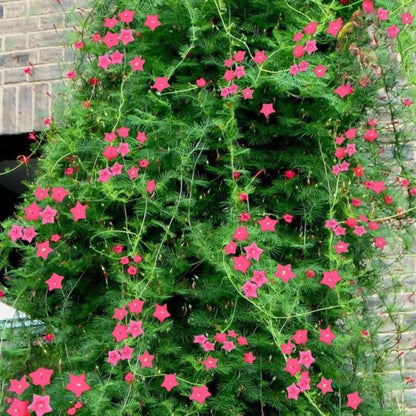 150 Mixed Cypress Vine Flower Seeds, Easy Grow Climbing Flower Seeds for Indoor or Outdoor Garden, Patio Planter or Balcony Planting