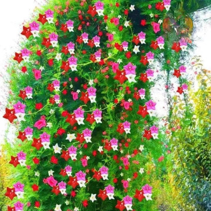150 Mixed Cypress Vine Flower Seeds, Easy Grow Climbing Flower Seeds for Indoor or Outdoor Garden, Patio Planter or Balcony Planting