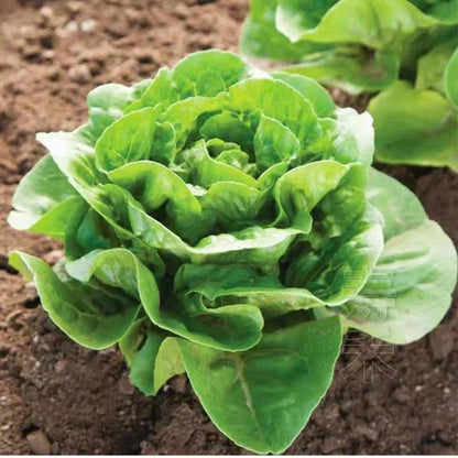 500 Butterhead Lettuce Seeds, Fresh Garden Vegetable Seeds for Indoor Outdoor Growing, Easy Grow Salad Greens, Home Gardening Seed Pack