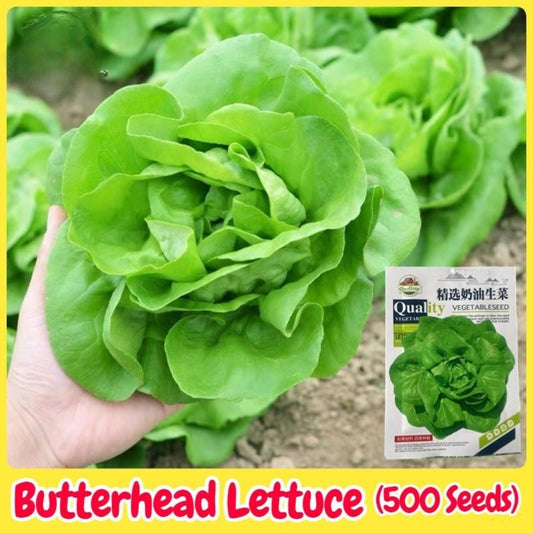 Close-up detail — 500 Butterhead Lettuce Seeds | Cacti Nest