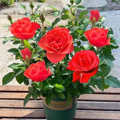 Main product photo of 100 Mixed Colorful Rose Seeds, Vibrant Rainbow Garden Flowers, Easy-Grow Floral Seeds for Home Garden, Beautiful Outdoor Yard Blooms, showing the primary view of the listing