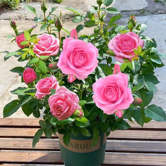 Alternate Angle of 100 Mixed Colorful Rose Seeds, Vibrant Rainbow Garden Flowers, Easy-Grow Floral Seeds for Home Garden, Beautiful Outdoor Yard Blooms, highlighting its seed look and listing presentation