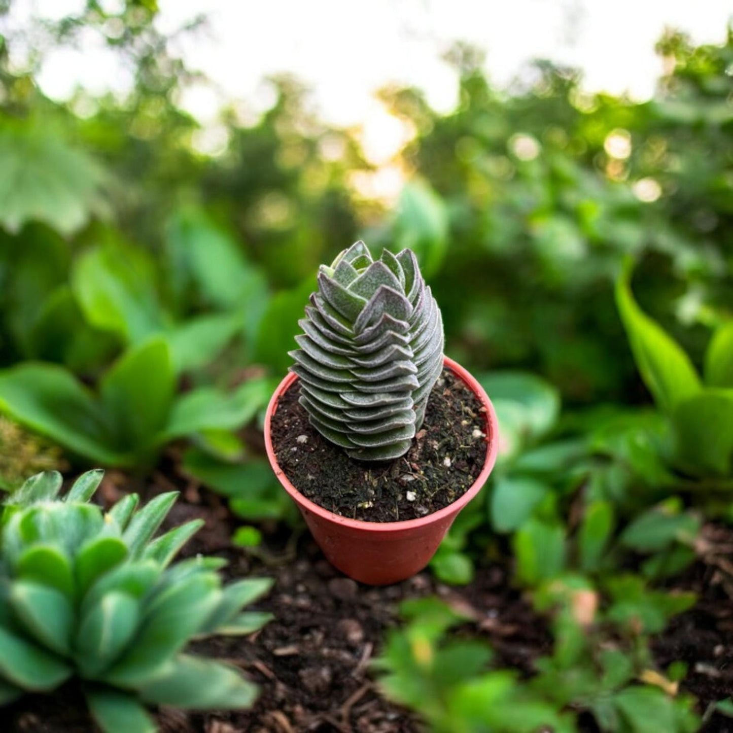Buddha Temple Succulent, Geometric Mini Houseplant