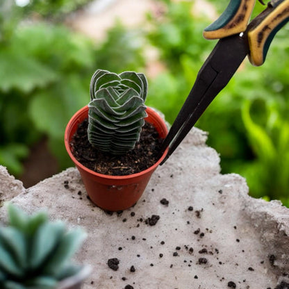 Buddha Temple Succulent, Geometric Mini Houseplant