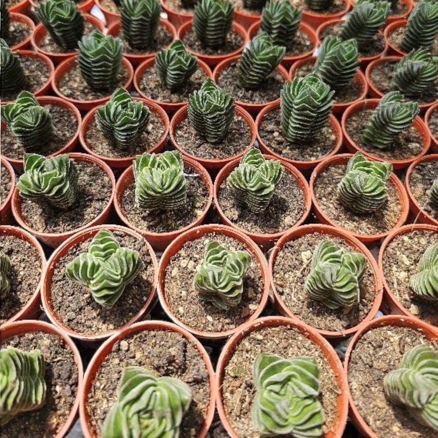 Buddha Temple Succulent, Geometric Mini Houseplant
