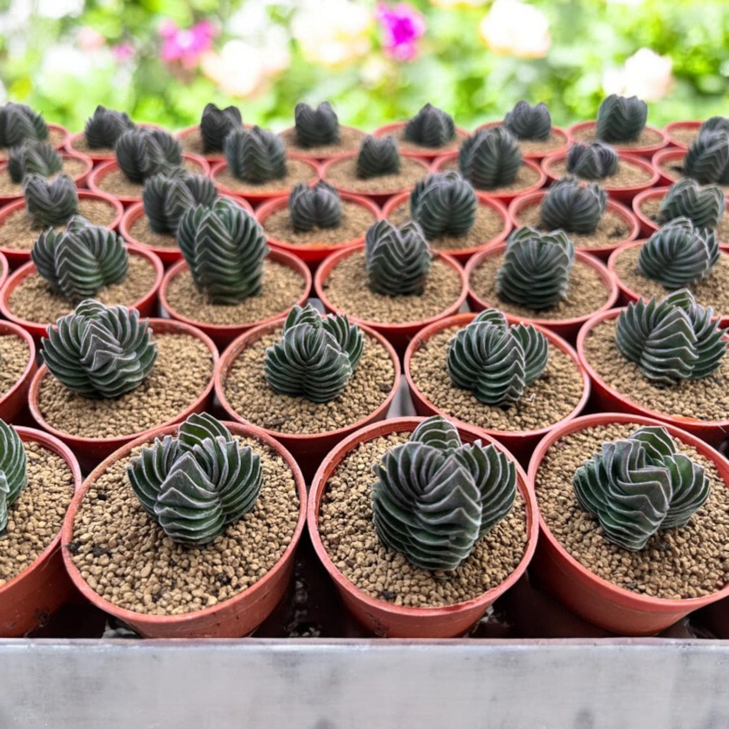 Buddha Temple Succulent, Geometric Mini Houseplant