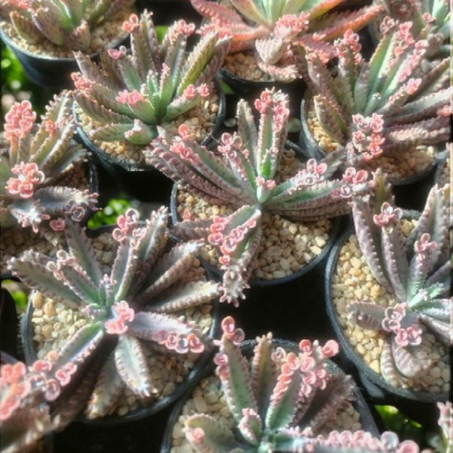 Pink Butterfly Succulent, Unique Leaf Pattern, Easy Care Houseplant